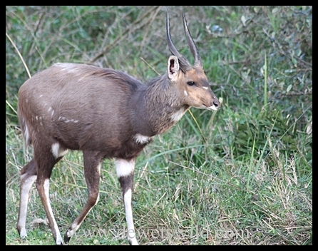 Bushbuck near Mission Rocks