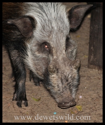 Cape Vidal Bushpig