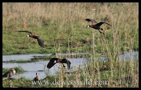 Whistling Ducks Whistling Ducks