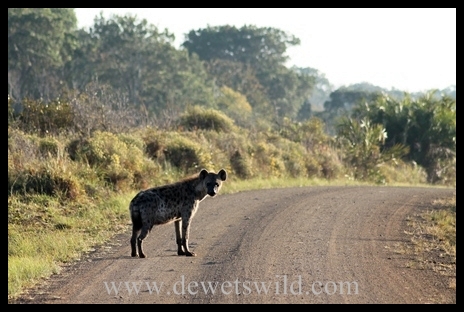 Spotted hyena, Cape Vidal