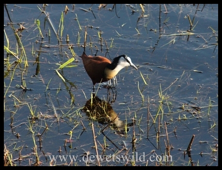 Jacana photographed from the new Mfazana Hide