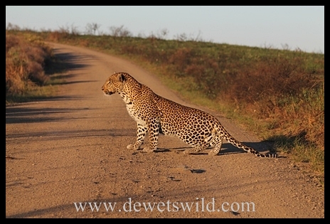 Leopard near Cape Vidal