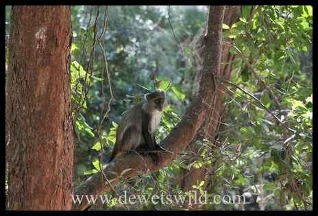 Endangered Samango Monkeys are common at Cape Vidal