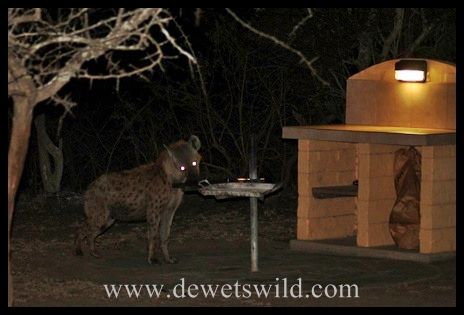 Hyena in Mpila