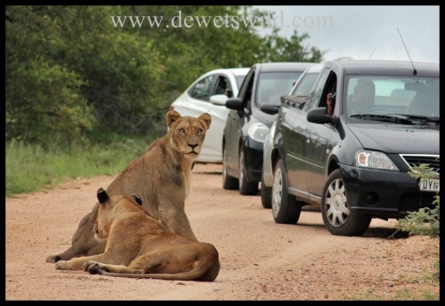 Lions meet Tourists, Kruger National Park