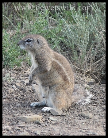 Ground squirrel