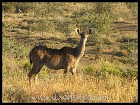 Kudu female