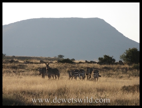 Mountain zebra family group
