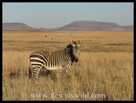 Mountain zebra stallion