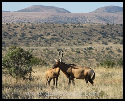 Red Hartebeest