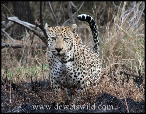 Leopard near Skukuza, Kruger Park