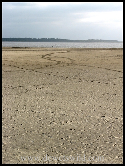 Lake Saint Lucia mud flats Delicate