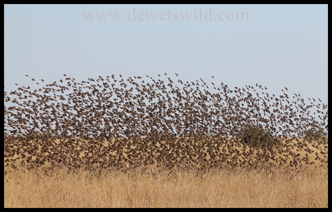 Red-billed quelea, Kruger National Park