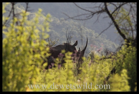 White rhinoceros (Ithala)