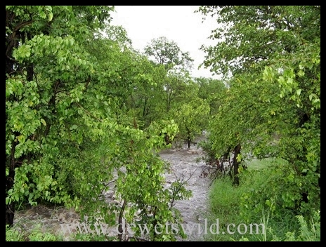Stream in flood KNP1