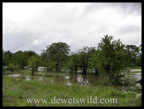 Stream in flood KNP4