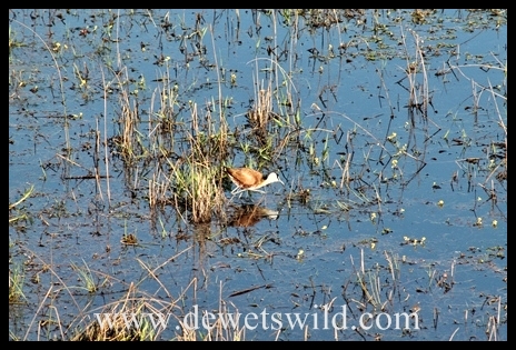 worldwetlandsday_7101