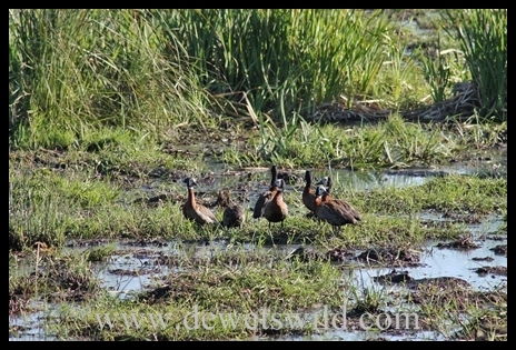 worldwetlandsday_7194