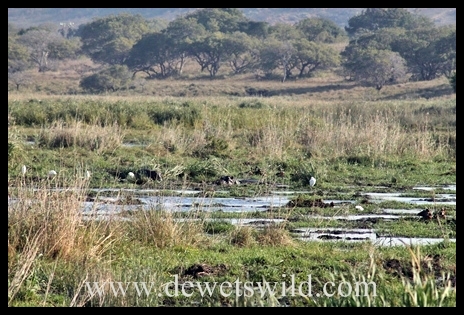 worldwetlandsday_7371