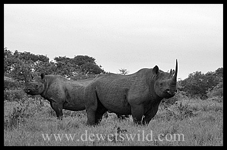 Black Rhino in uMkhuze, Isimangaliso Wetland Park 1B&W_BlackRhino
