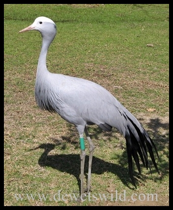 AR_BlueCrane