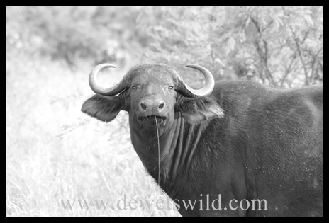 Buffalo near Lower Sabie, in the Kruger National Park B&W_Buffalo