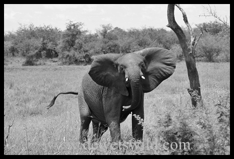 Elephant near Lower Sabie, Kruger National Park B&W_Elephant