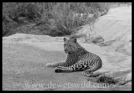 Leopard near Lower Sabie, Kruger National Park B&W_Leopard