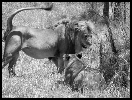 Lion near Punda Maria, Kruger National Park B&W_Lion