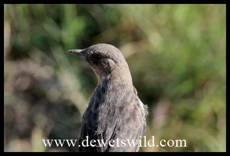 ChelmsfordReflections1