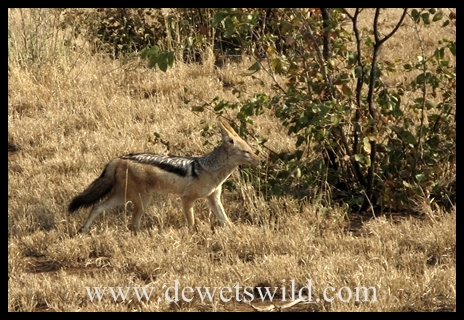 Letaba_Black-backedjackal