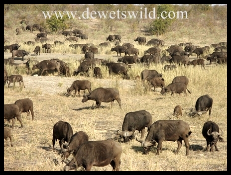 Letaba_buffalo