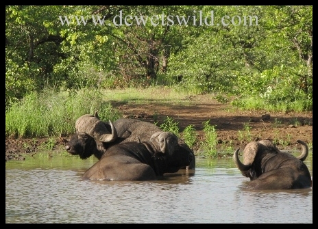 Letaba_buffalo3