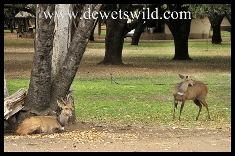 Letaba_bushbuck