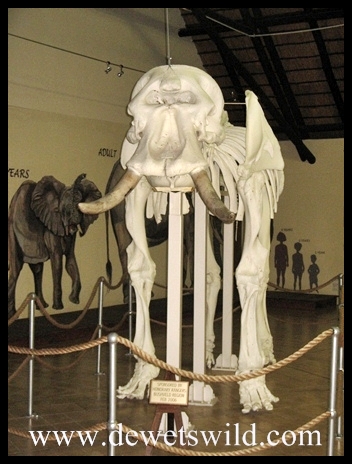 Letaba_ElephantHall1