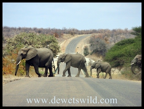 Letaba_elephants1