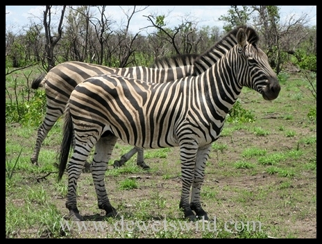 Letaba_zebra