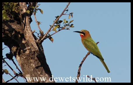 White-fronted Bee-eater