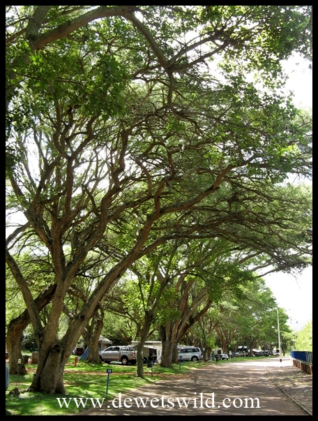 Camping at Blyde Canyon