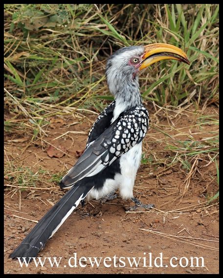 Yellow-billed Hornbill