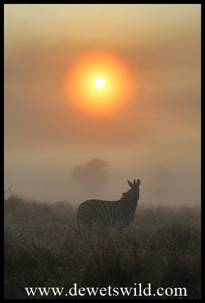 Krokodilbrug_28042013