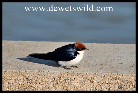 Wire-tailed Swallow