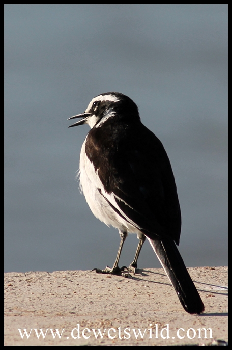 Pied wagtail