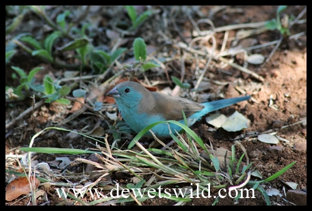 Blue Waxbill