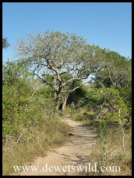 Pathway in Tembe Elephant Lodge