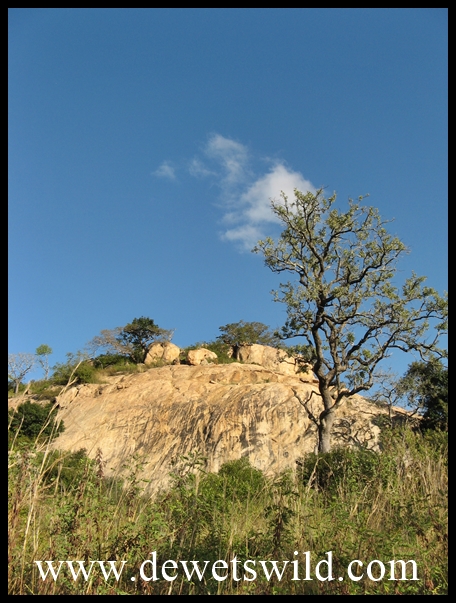 Rocky outcrops lending character to the landscape around Pretoriuskop