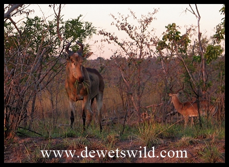 Lichtenstein's Hartebeest
