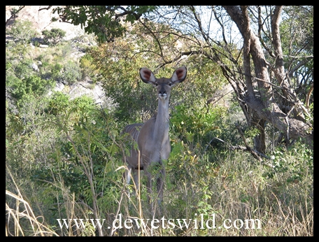 Kudu