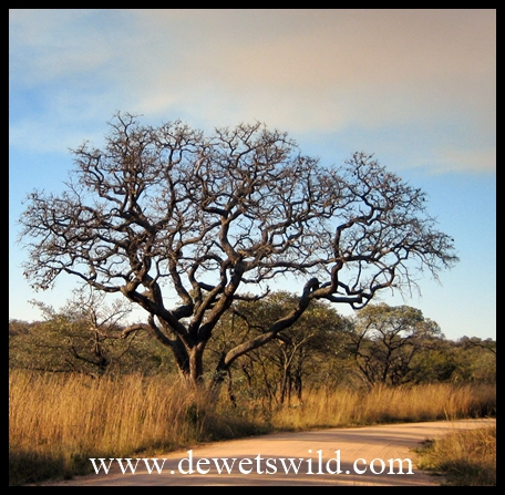 Pretoriuskop vegetation