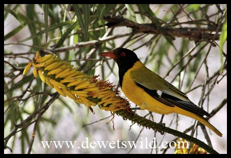 Black-Headed Oriole
